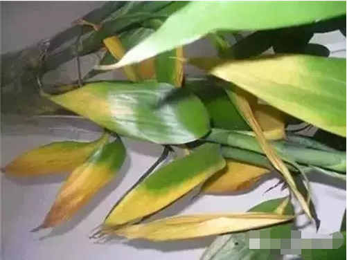 富貴竹葉子發黃圖